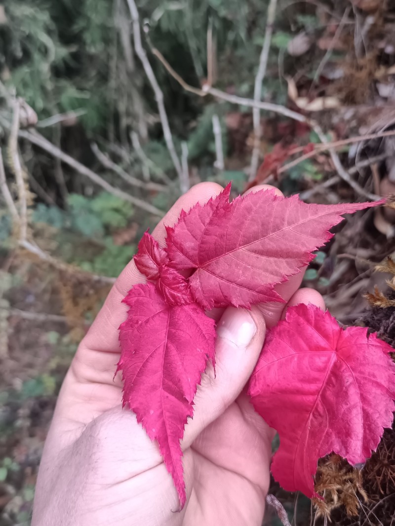 Acer pectinatum subsp. taronense photo 4