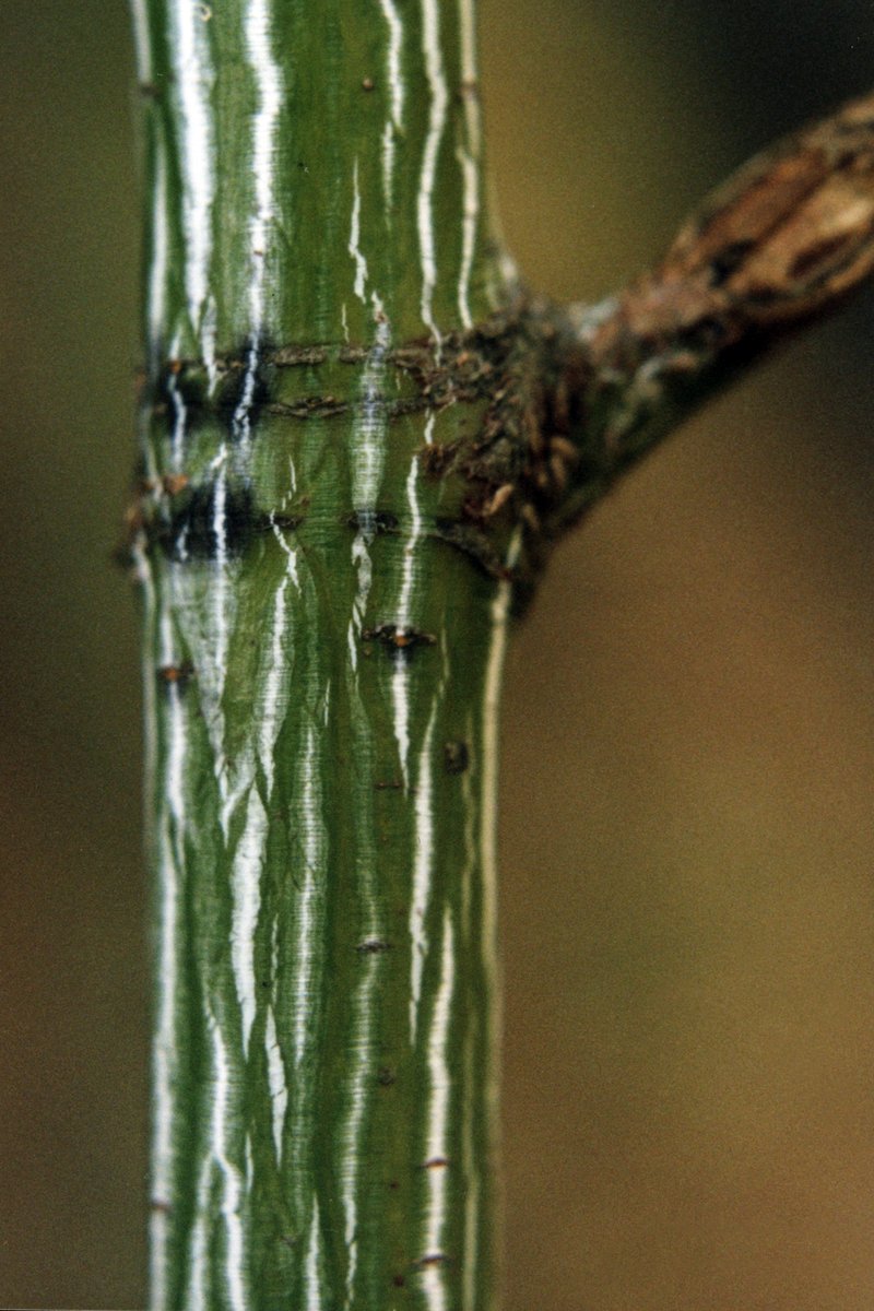 Striped Maple