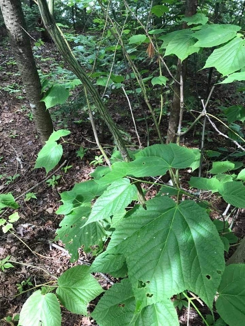 Striped Maple photo 2