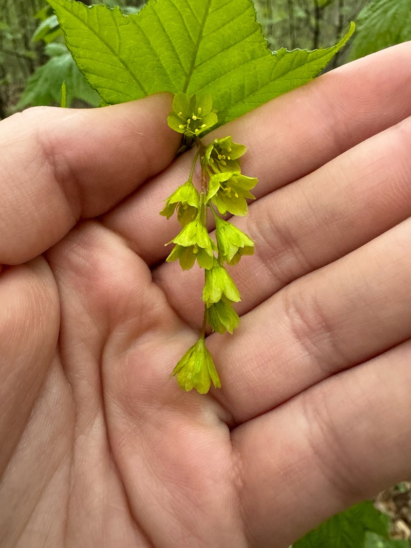 Striped Maple photo 3
