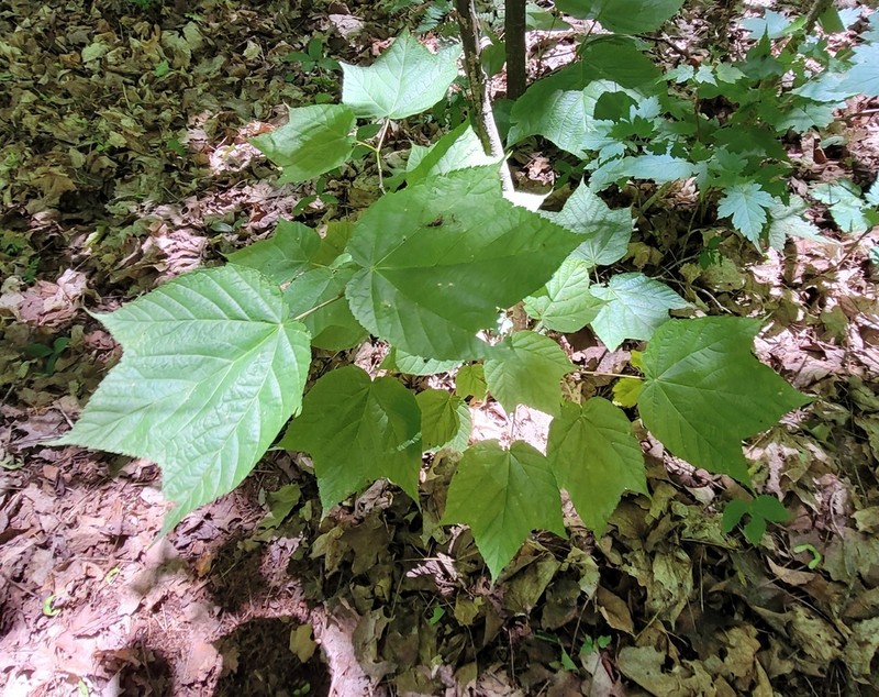 Striped Maple photo 4