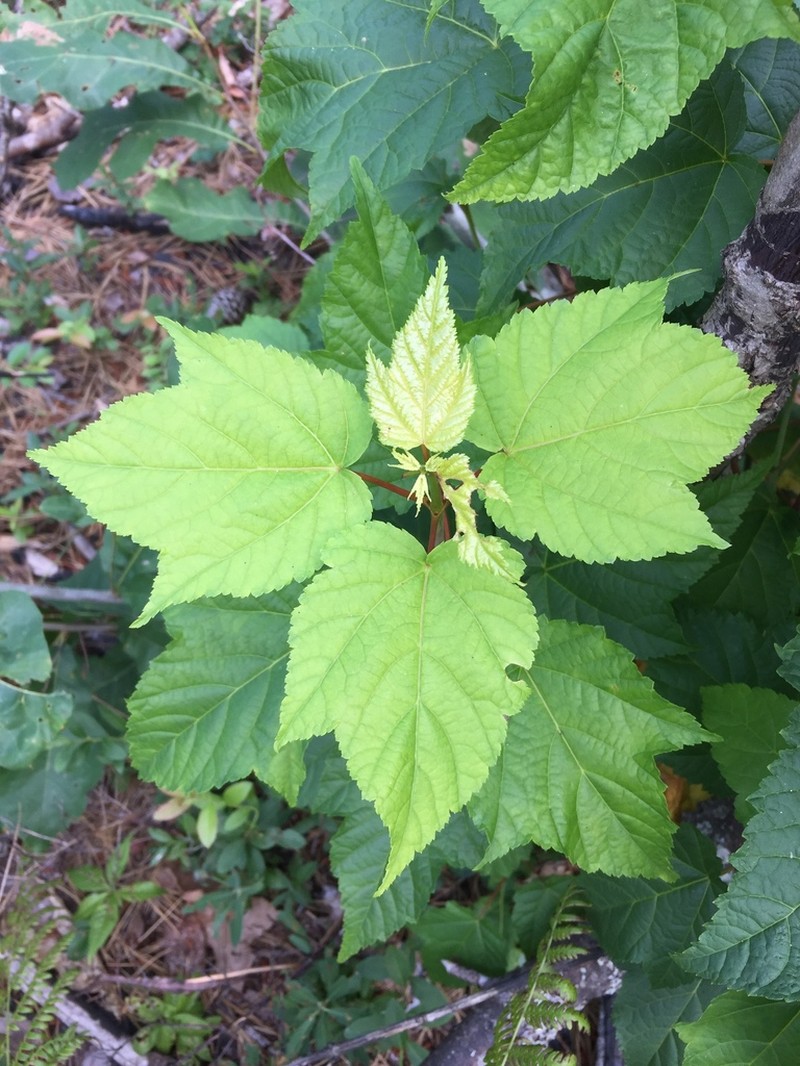 Striped Maple photo 5