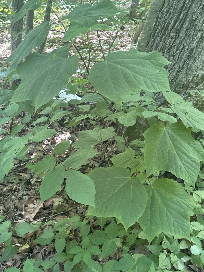 Striped Maple photo 6