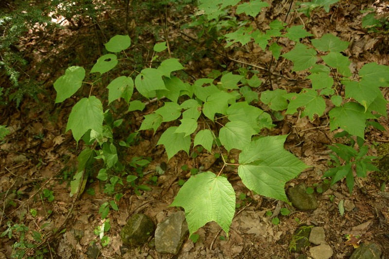 Striped Maple photo 7
