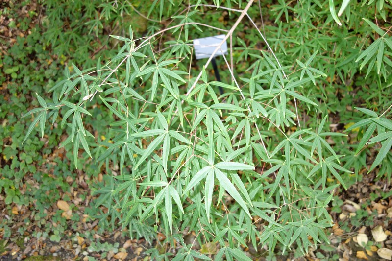 Acer pentaphyllum