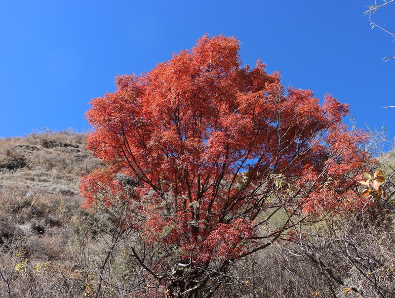 Acer pentaphyllum photo 2