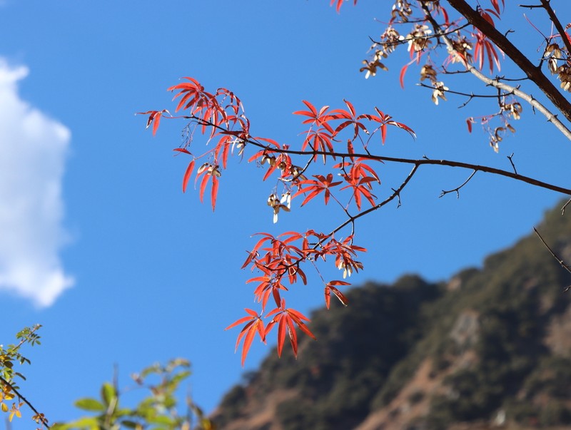 Acer pentaphyllum photo 3