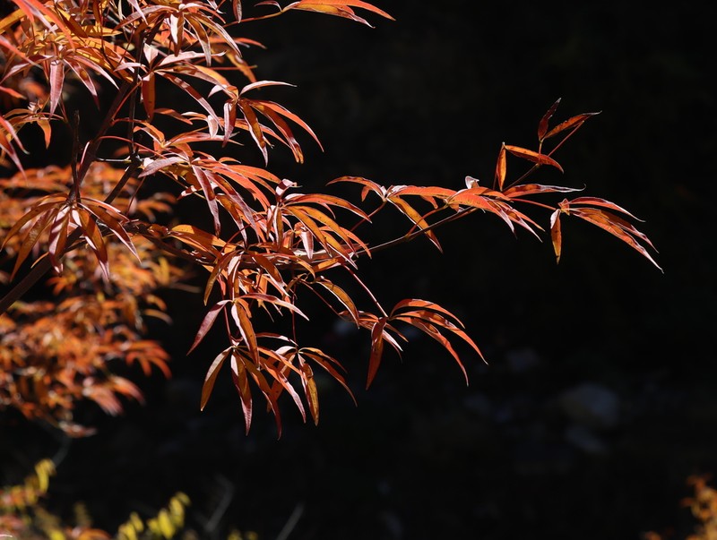 Acer pentaphyllum photo 4