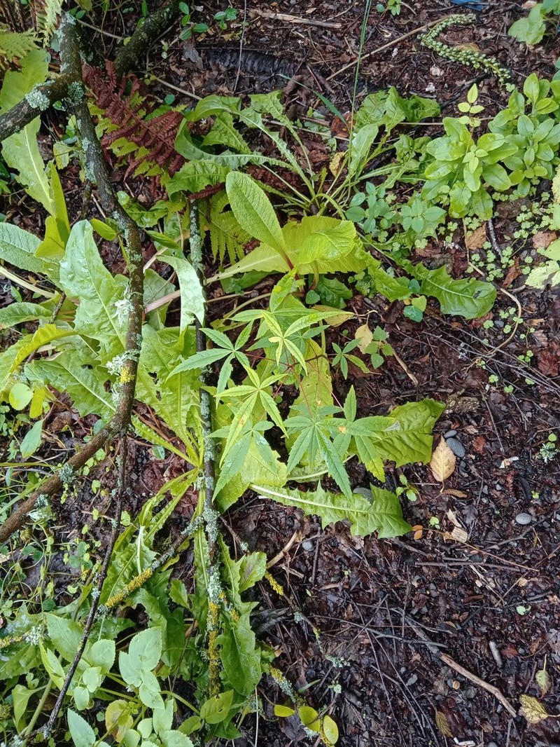 Acer pentaphyllum photo 5