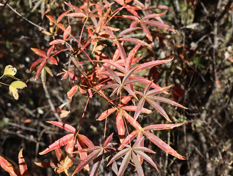 Acer pentaphyllum photo 6
