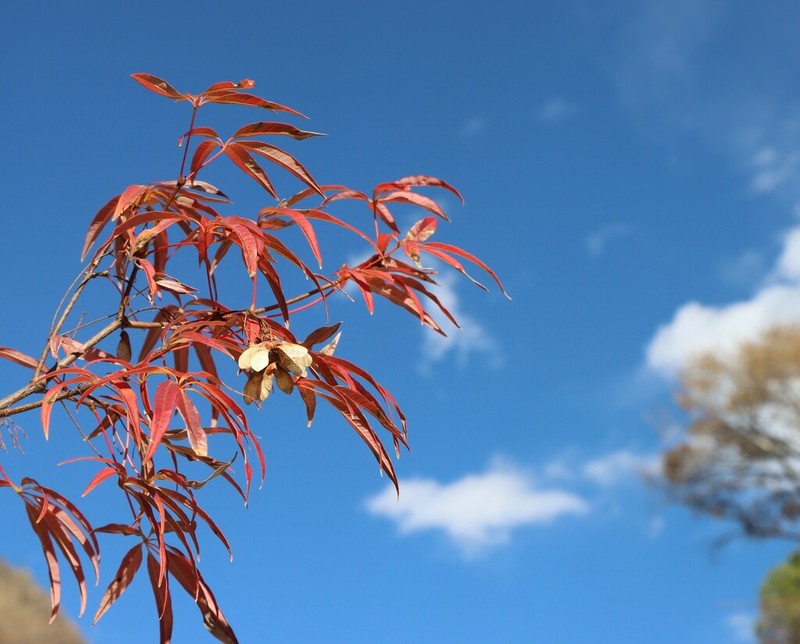 Acer pentaphyllum photo 7