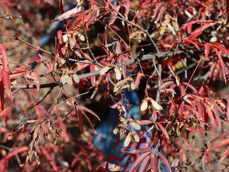Acer pentaphyllum photo 8