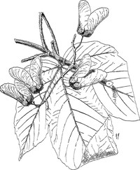 Acer pentapomicum