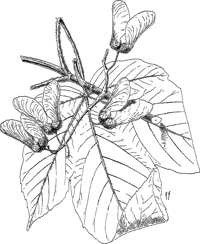 Acer pentapomicum