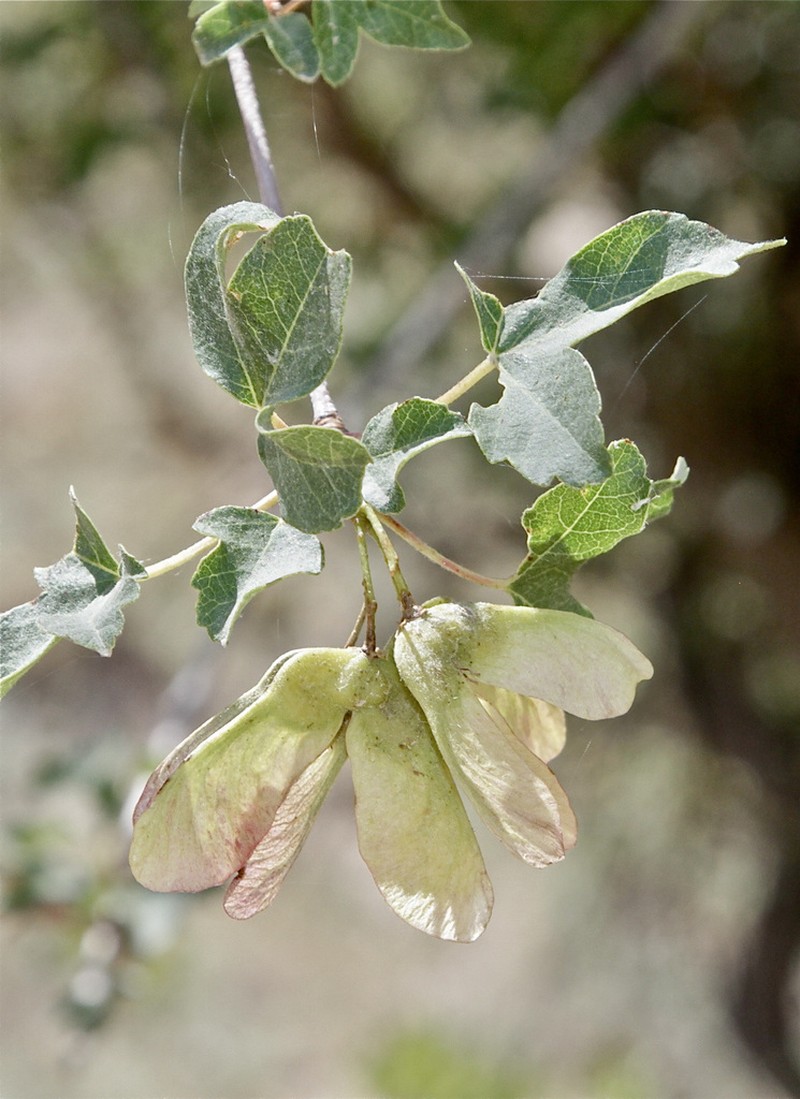 Acer pentapomicum photo 2