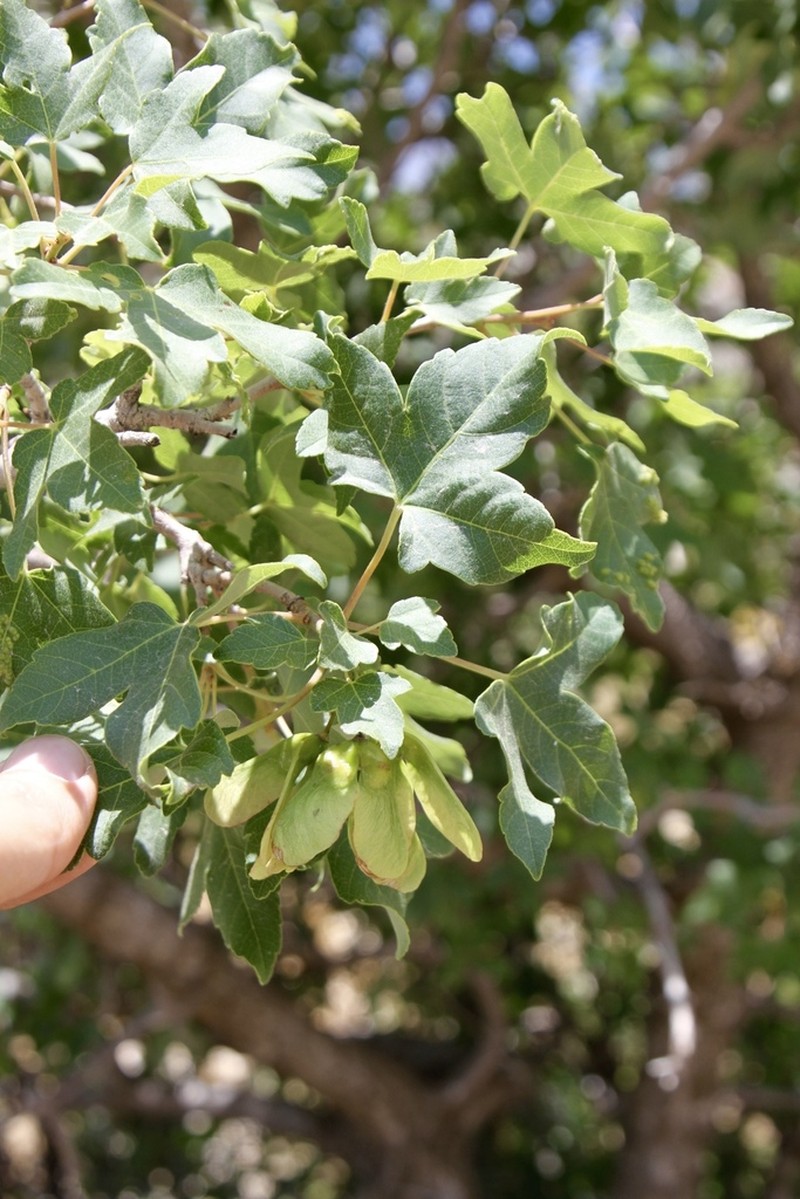 Acer pentapomicum photo 3