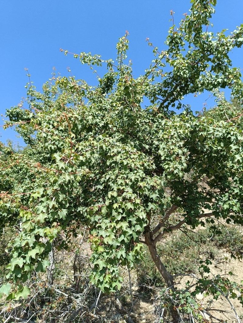 Acer pentapomicum photo 4