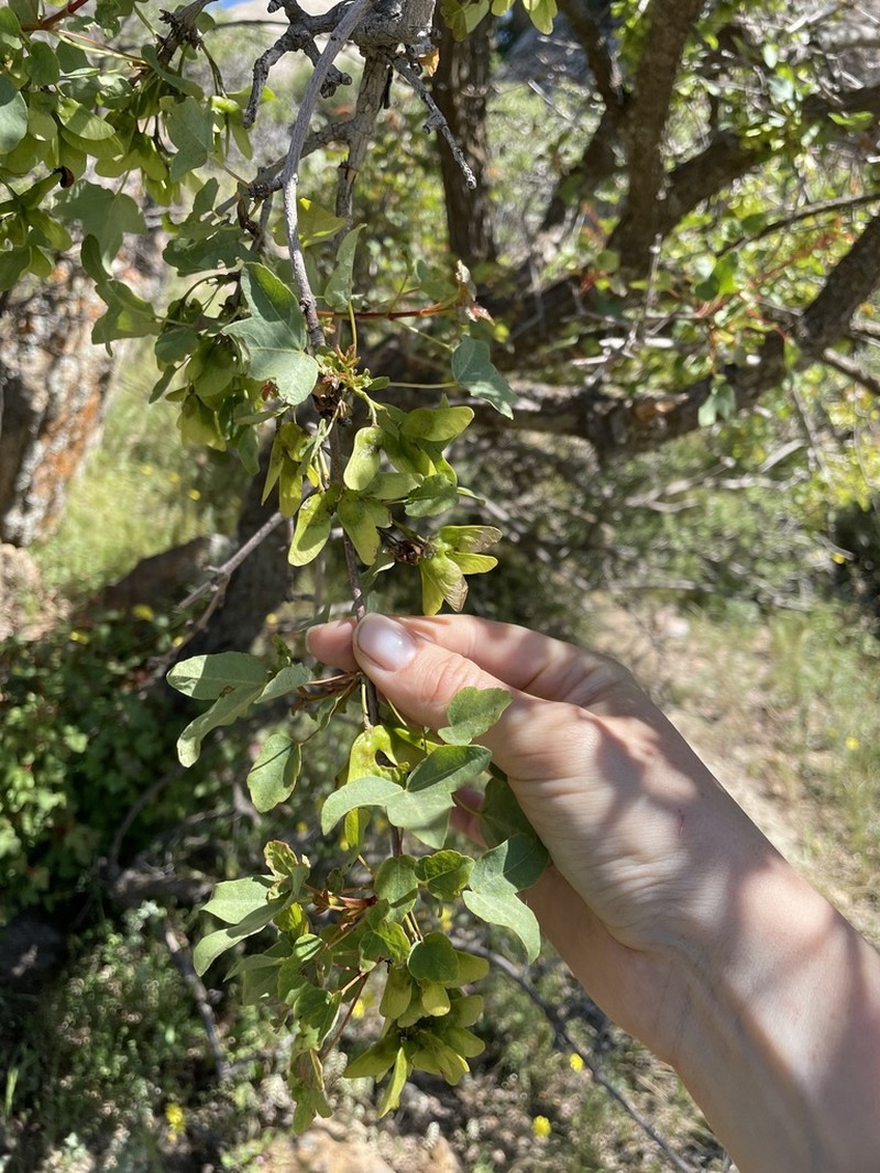 Acer pentapomicum photo 5