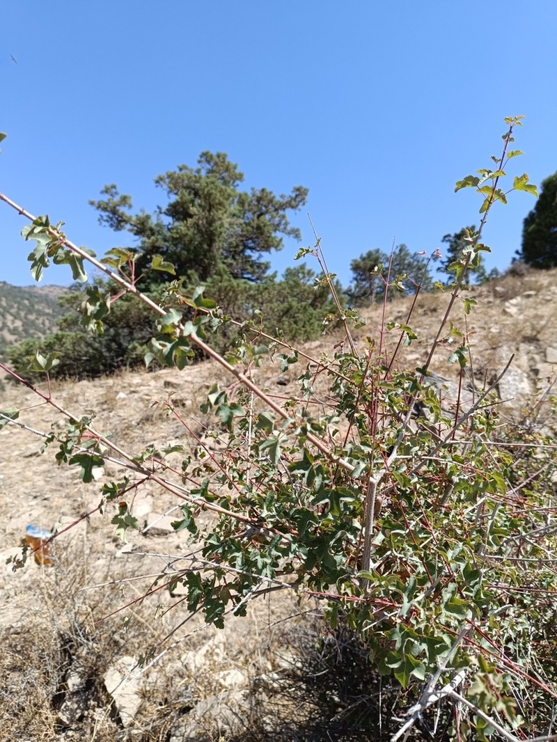 Acer pentapomicum photo 6