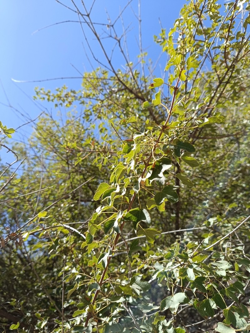 Acer pentapomicum photo 7