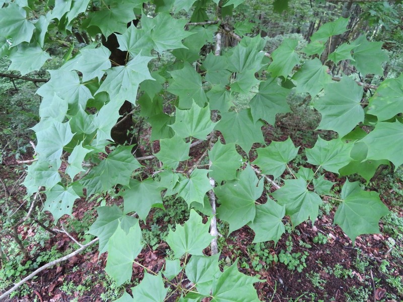 Acer pictum photo 2