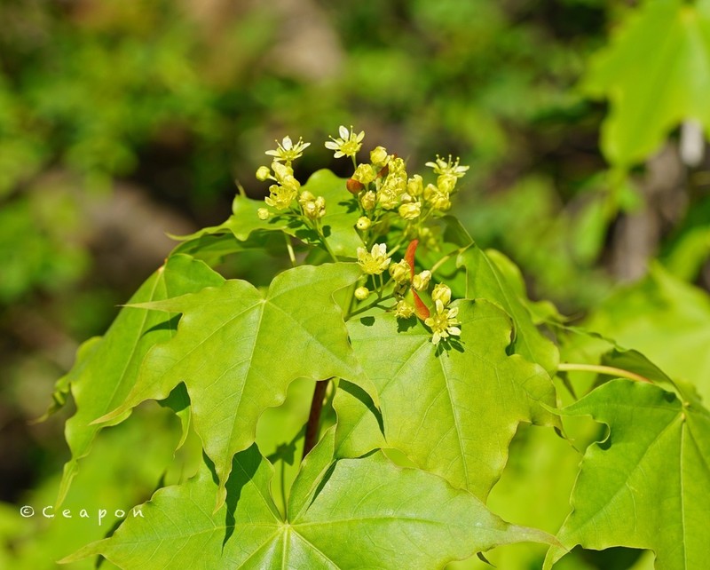 Acer pictum photo 3