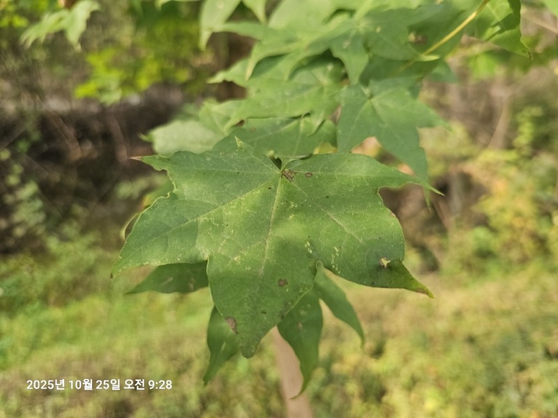 Acer pictum photo 4