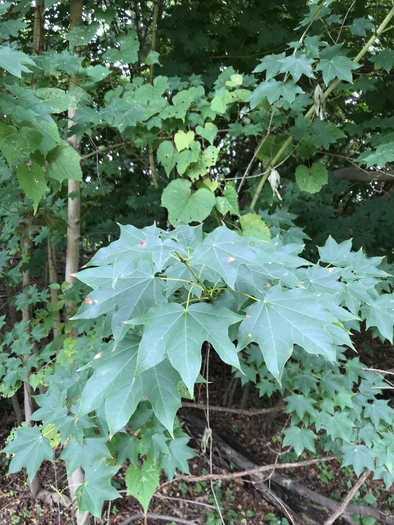 Acer pictum photo 5
