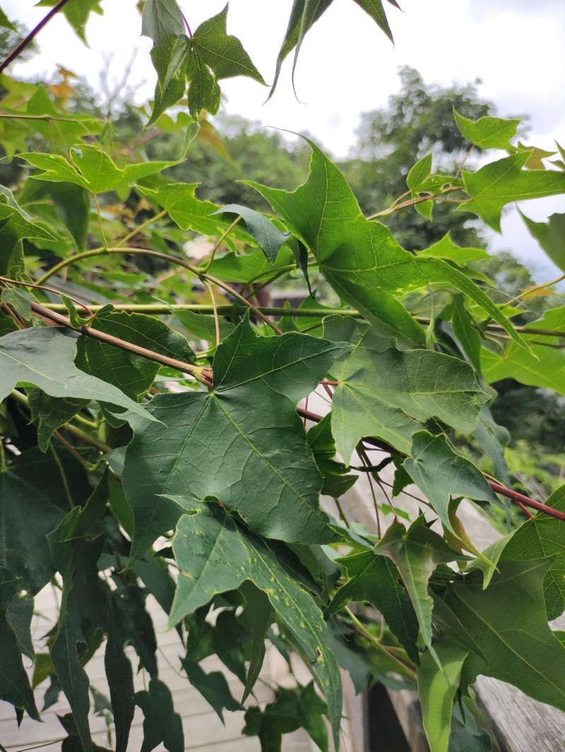 Acer pictum photo 6