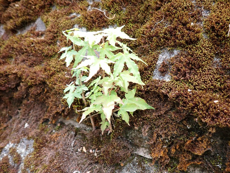 Acer pictum subsp. dissectum