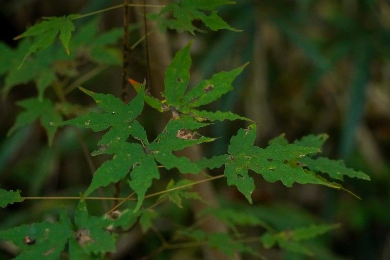 Acer pictum subsp. dissectum photo 2