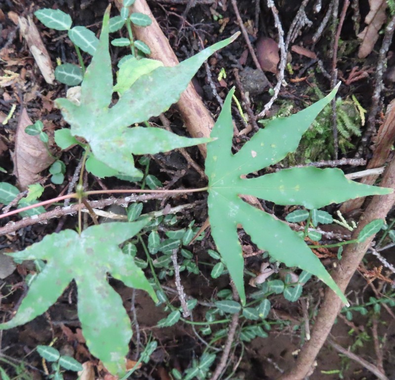 Acer pictum subsp. dissectum photo 3
