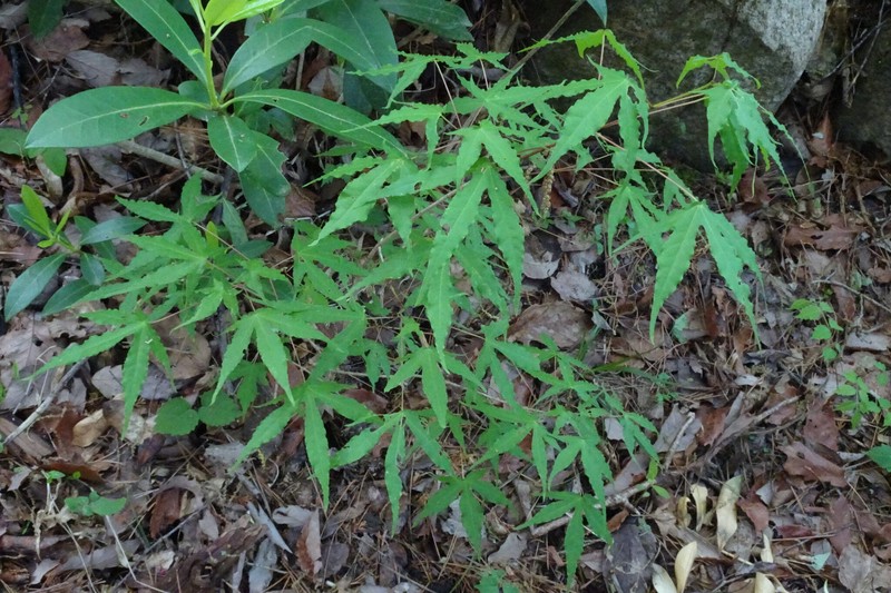 Acer pictum subsp. dissectum photo 4