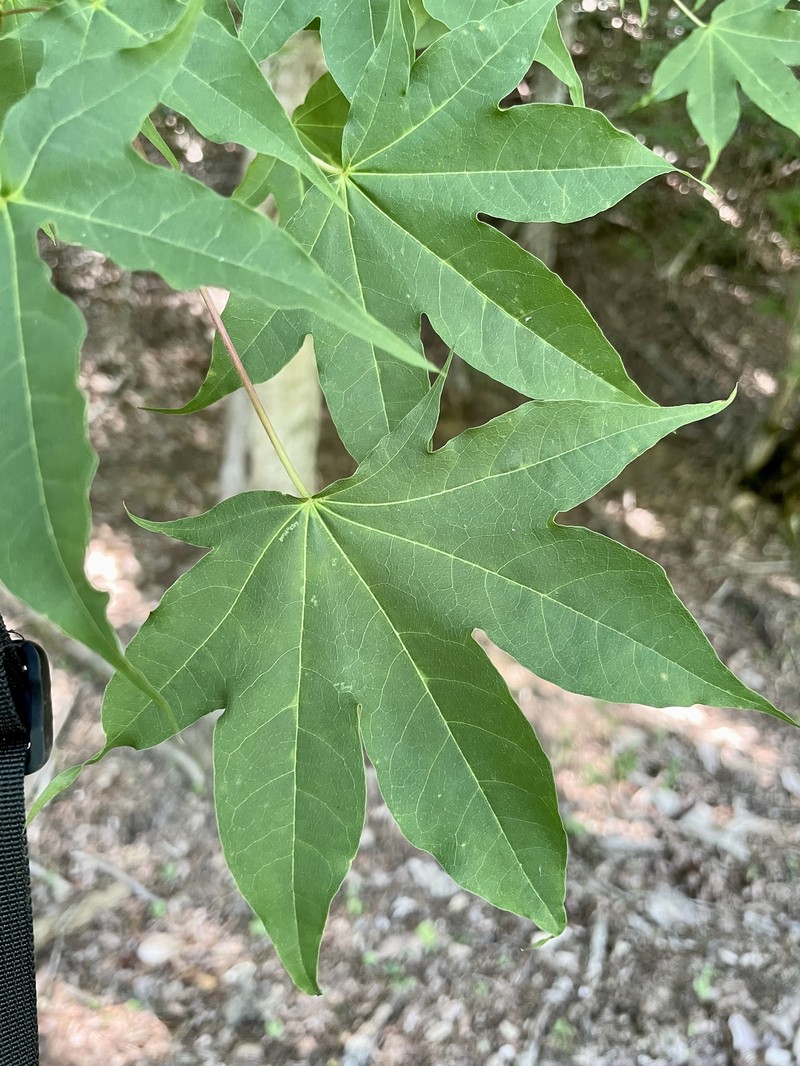 Acer pictum subsp. dissectum photo 5