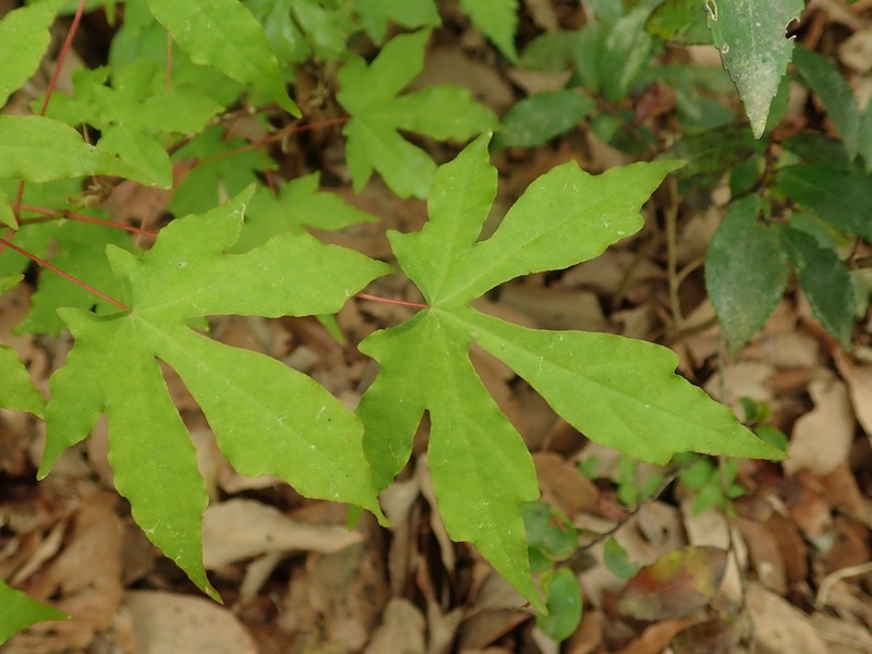 Acer pictum subsp. dissectum photo 6