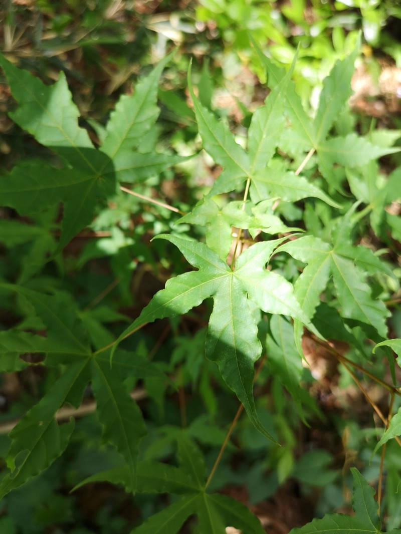 Acer pictum subsp. dissectum photo 7