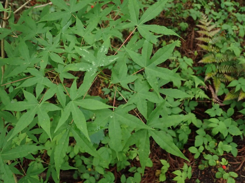 Acer pictum subsp. dissectum photo 8