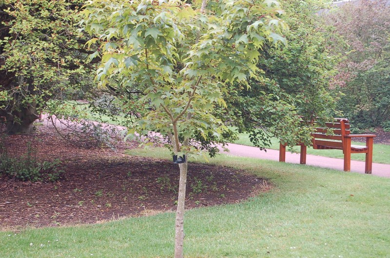 Acer pictum subsp. macropterum