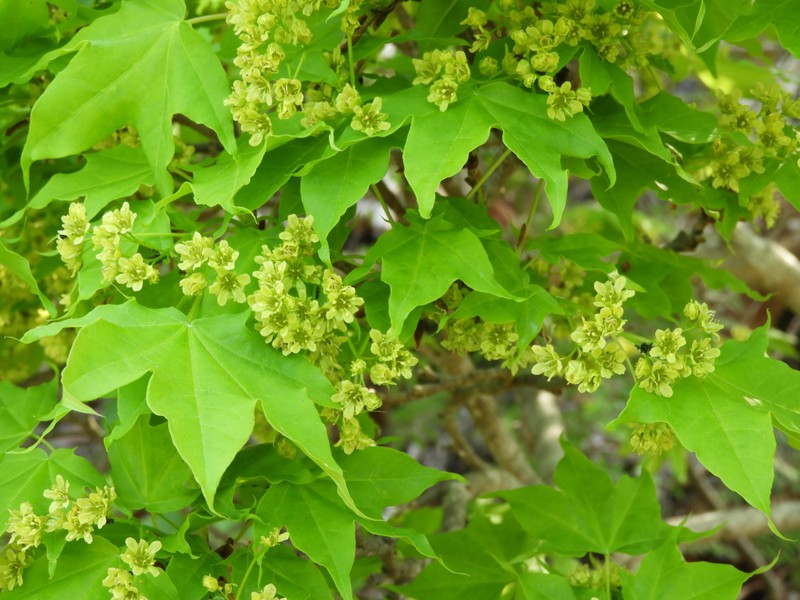 Acer pictum subsp. mayrii