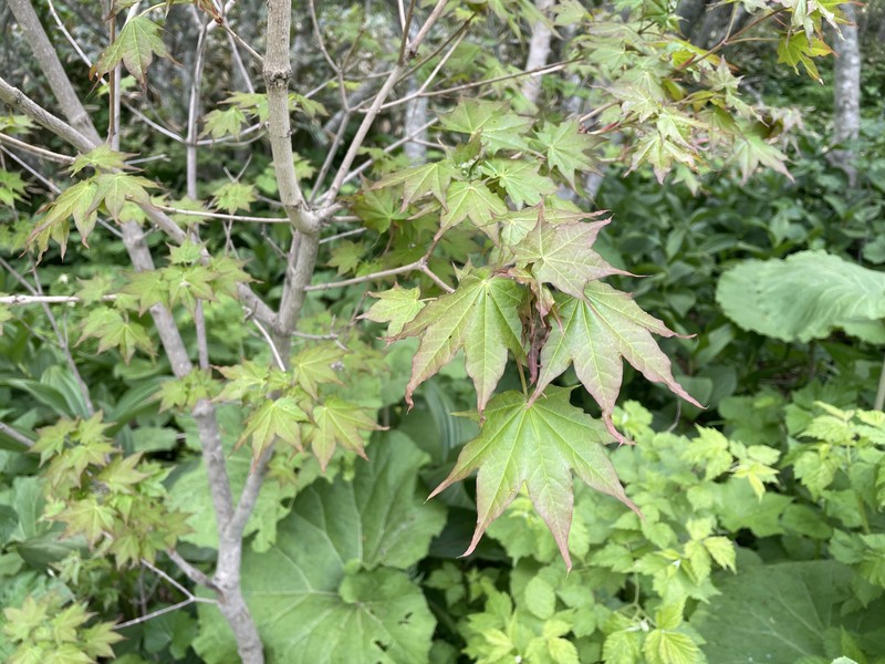 Acer pictum subsp. mayrii photo 2