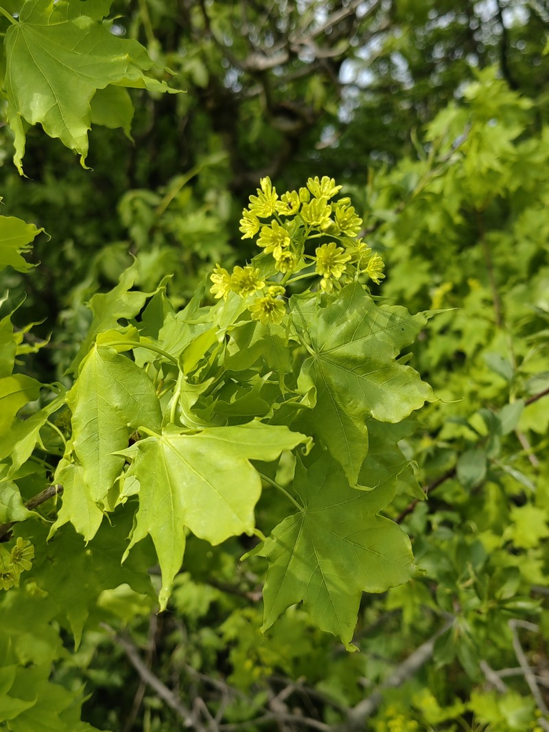 Acer pictum subsp. mayrii photo 3