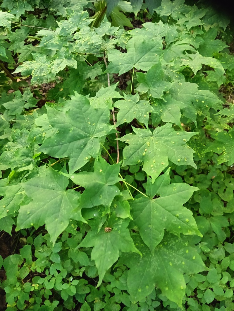 Acer pictum subsp. mayrii photo 4