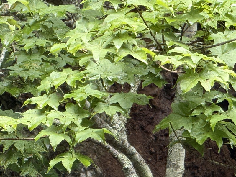 Acer pictum subsp. mayrii photo 7