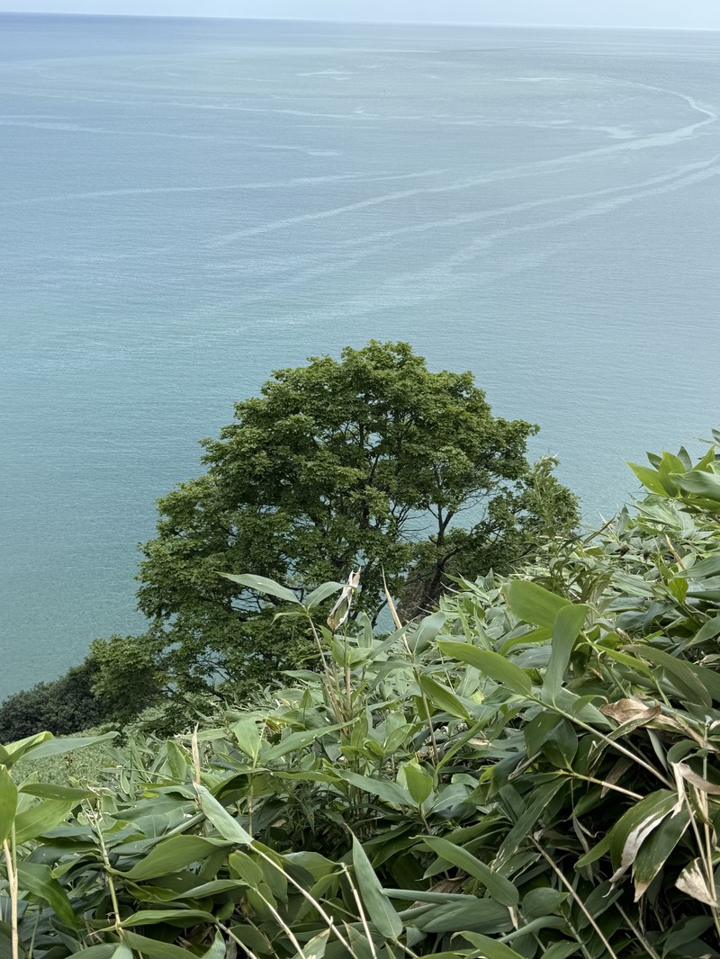 Acer pictum subsp. mayrii photo 8