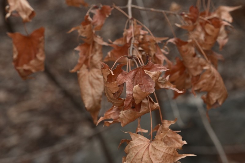Acer pictum subsp. mono photo 2
