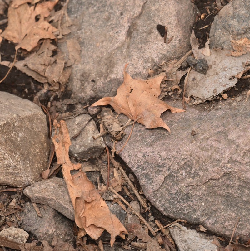 Acer pictum subsp. mono photo 3