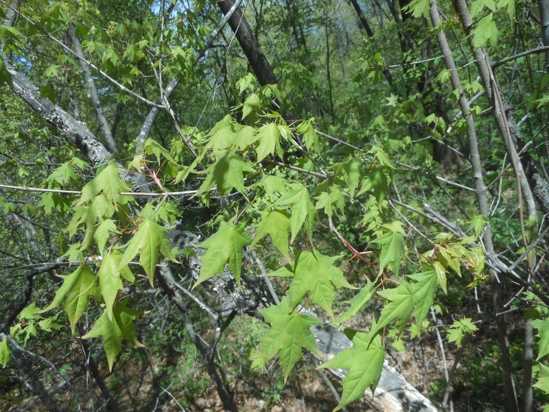 Acer pictum subsp. mono photo 4