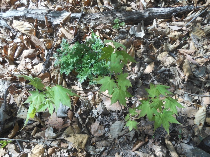 Acer pictum subsp. mono photo 5