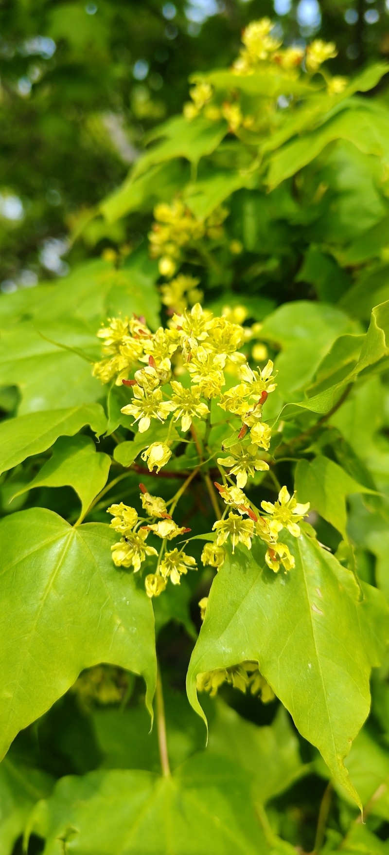 Acer pictum subsp. mono photo 6