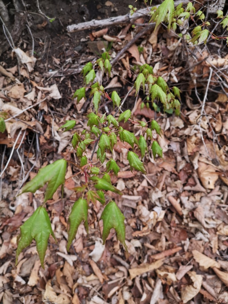 Acer pictum subsp. mono photo 7